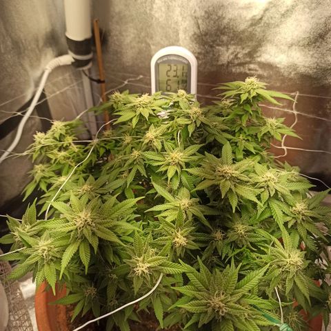 Sweet ZZ growlog timeline photo