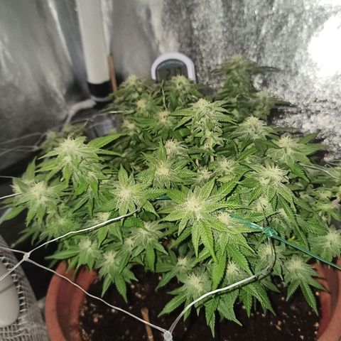 Sweet ZZ growlog timeline photo