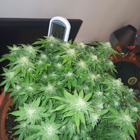 Sweet ZZ growlog timeline photo