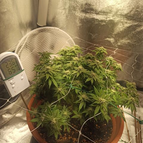 Sweet ZZ growlog timeline photo