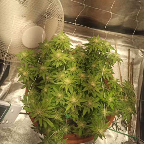 Sweet ZZ growlog timeline photo