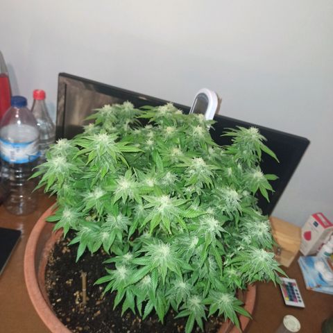 Sweet ZZ growlog timeline photo