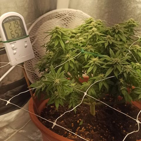 Sweet ZZ growlog timeline photo