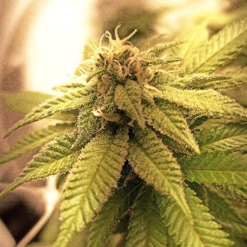 Sweet ZZ growlog timeline photo