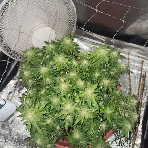 Sweet ZZ growlog timeline photo