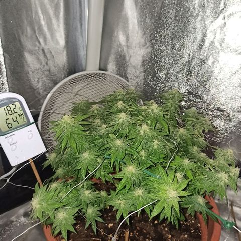 Sweet ZZ growlog timeline photo