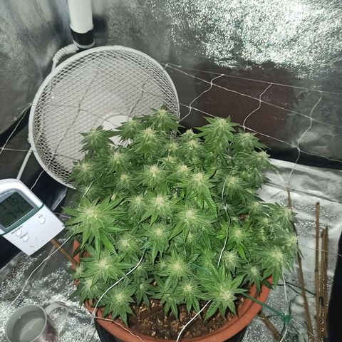 Sweet ZZ growlog photo: Star dust 