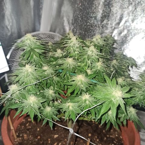 Sweet ZZ growlog photo: Star dust 