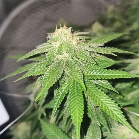 Sweet ZZ growlog photo: Star dust 