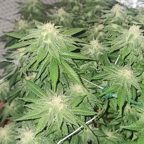 Sweet ZZ growlog photo: Star dust 