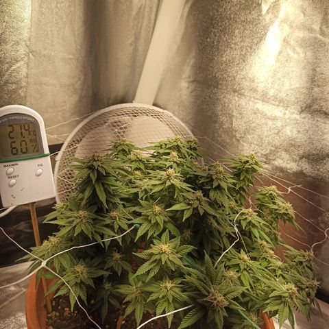 Sweet ZZ growlog timeline photo