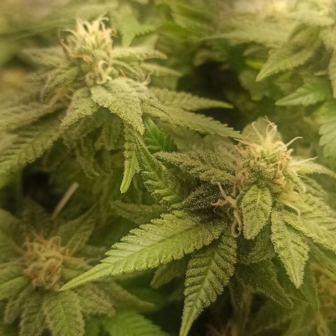 Sweet ZZ growlog timeline photo