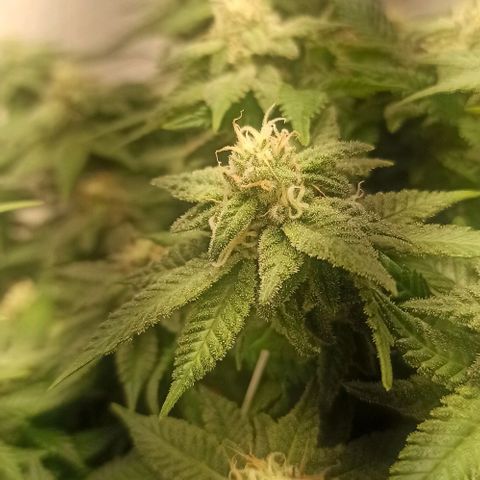 Sweet ZZ growlog timeline photo