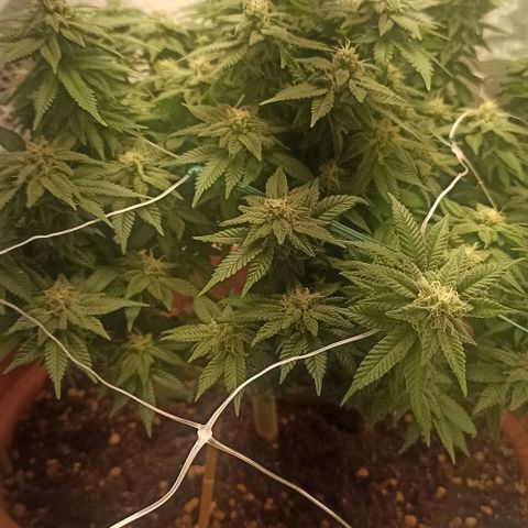Sweet ZZ growlog timeline photo