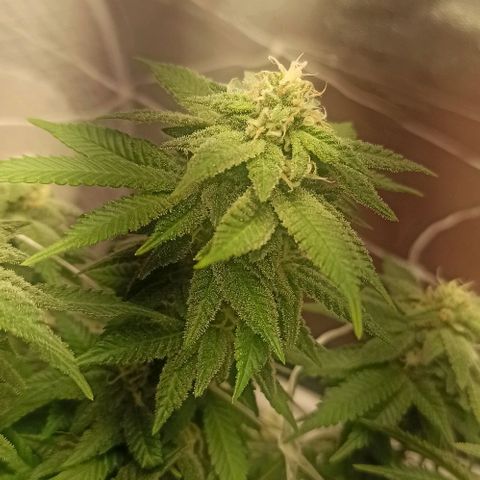 Sweet ZZ growlog timeline photo