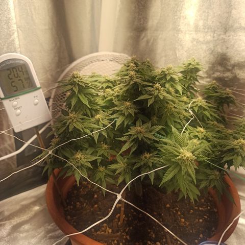 Sweet ZZ growlog timeline photo