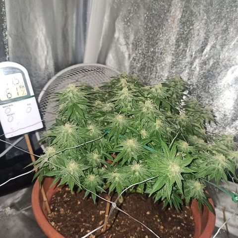 Sweet ZZ growlog timeline photo