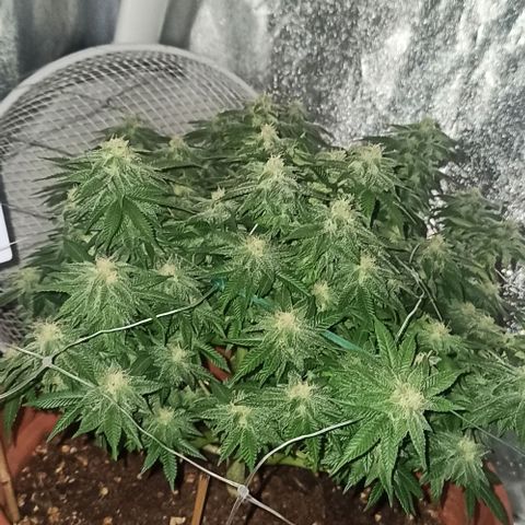 Sweet ZZ growlog timeline photo