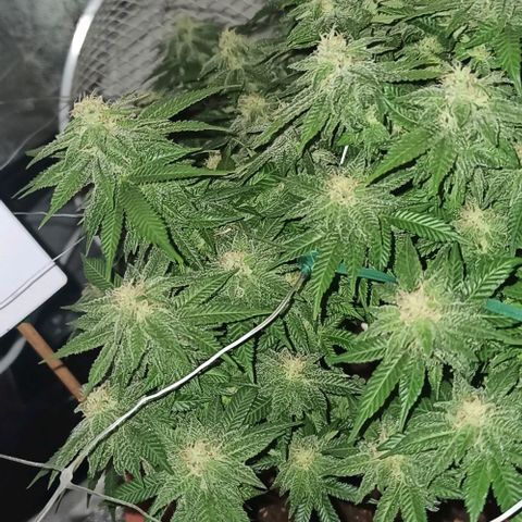 Sweet ZZ growlog photo: Cabeços a começar a engordar.
Buds getting fat.