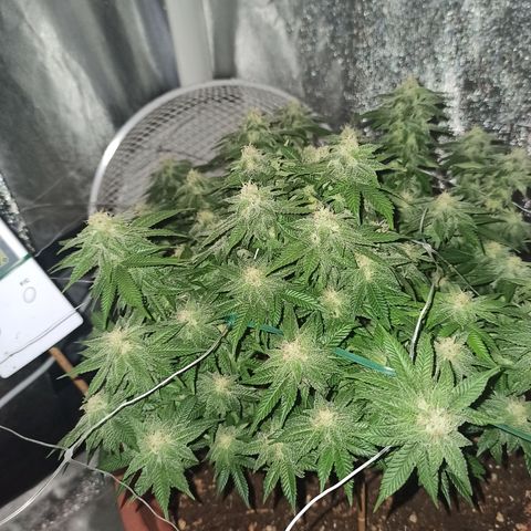 Sweet ZZ growlog photo: Cabeços a começar a engordar.
Buds getting fat.