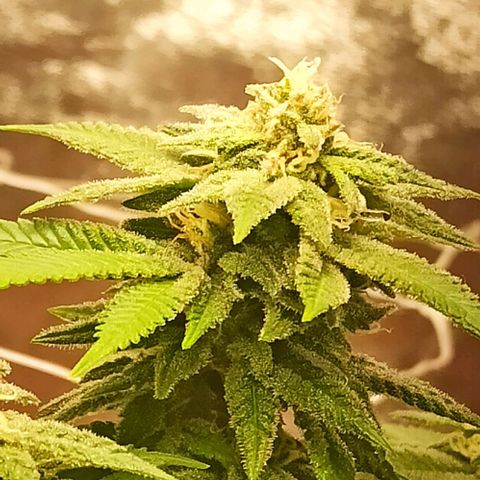 Sweet ZZ growlog timeline photo