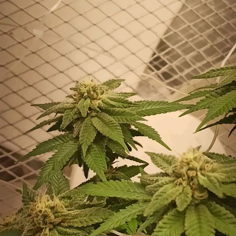 Sweet ZZ growlog timeline photo