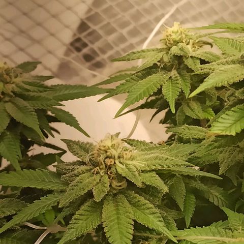 Sweet ZZ growlog timeline photo