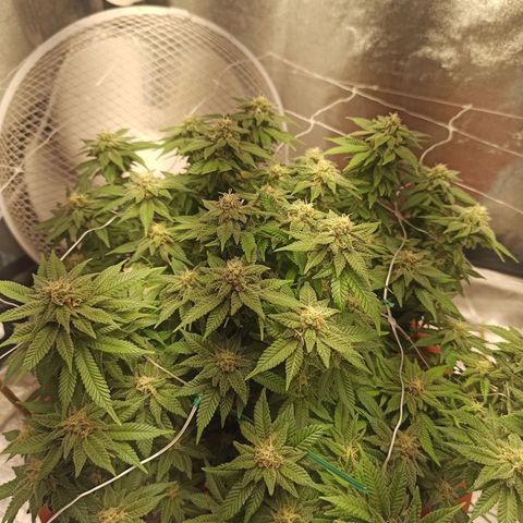 Sweet ZZ growlog timeline photo