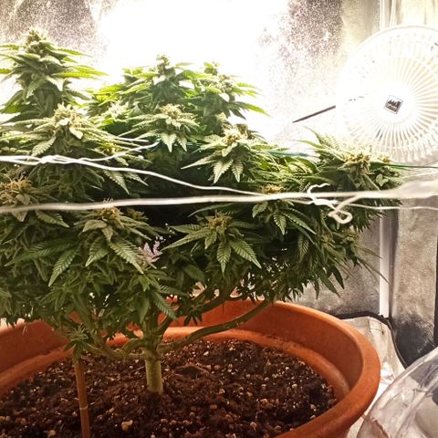 Sweet ZZ growlog timeline photo