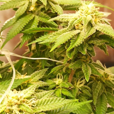 Sweet ZZ growlog timeline photo