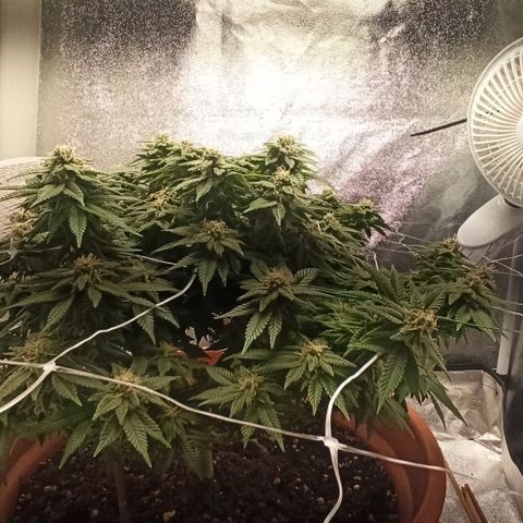 Sweet ZZ growlog timeline photo