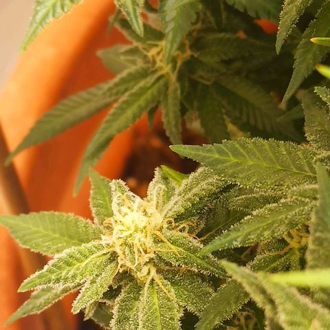 Sweet ZZ growlog timeline photo