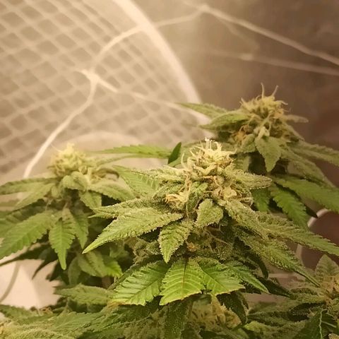 Sweet ZZ growlog timeline photo