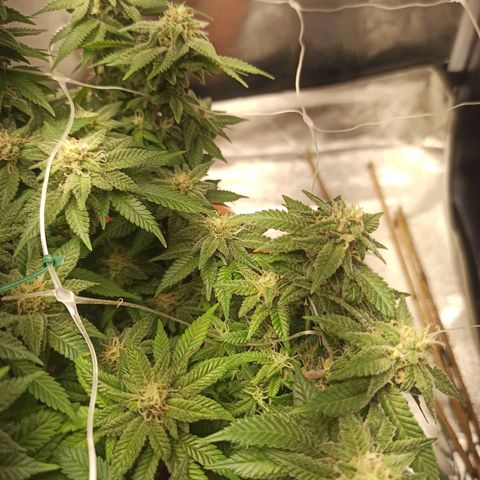 Sweet ZZ growlog timeline photo