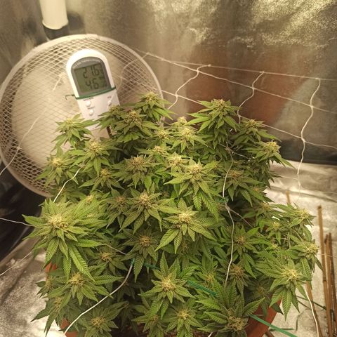 Sweet ZZ growlog timeline photo