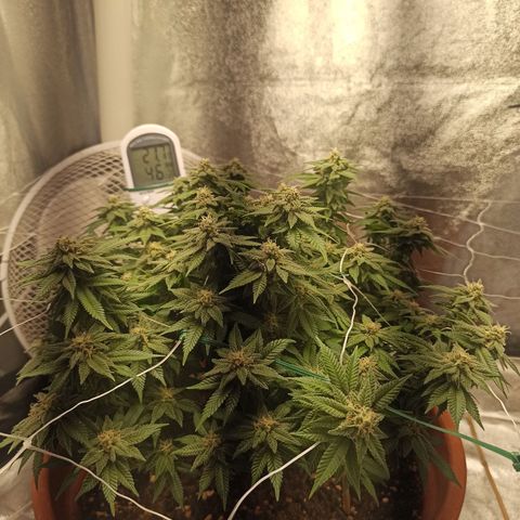 Sweet ZZ growlog timeline photo