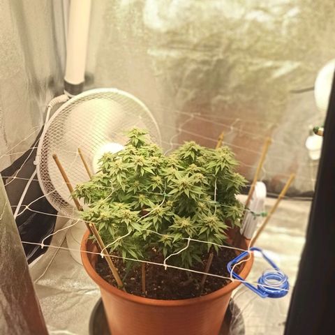 Sweet ZZ growlog timeline photo