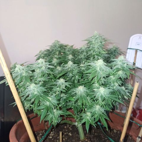 Sweet ZZ growlog timeline photo