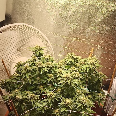 Sweet ZZ growlog timeline photo