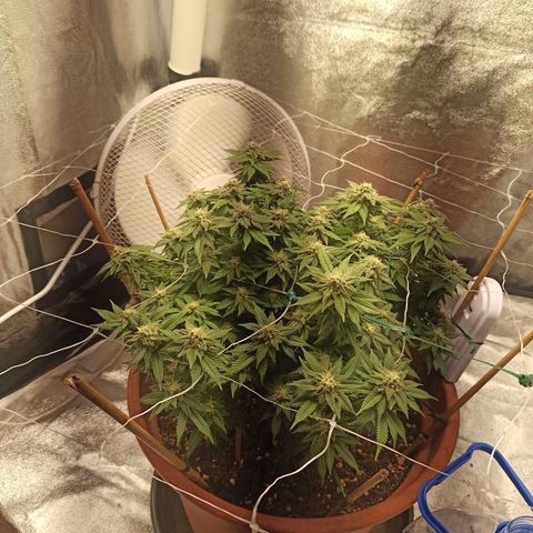 Sweet ZZ growlog timeline photo