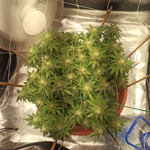 Sweet ZZ growlog timeline photo