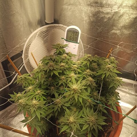 Sweet ZZ growlog timeline photo