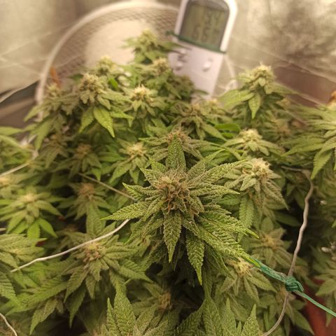 Sweet ZZ growlog timeline photo