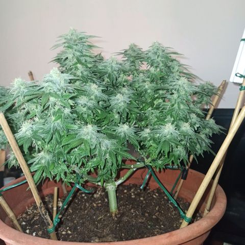 Sweet ZZ growlog timeline photo