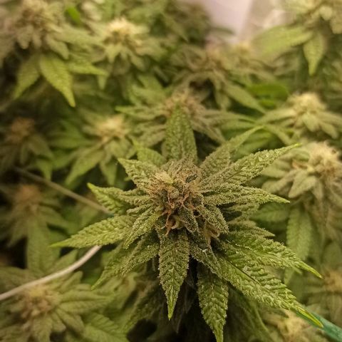 Sweet ZZ growlog timeline photo