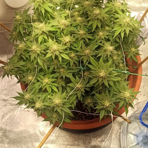 Sweet ZZ growlog timeline photo