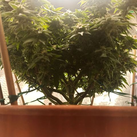 Sweet ZZ growlog timeline photo