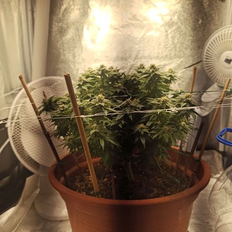 Sweet ZZ growlog timeline photo