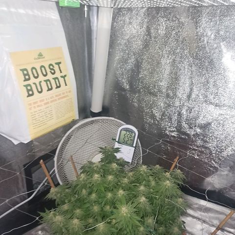 Sweet ZZ growlog timeline photo