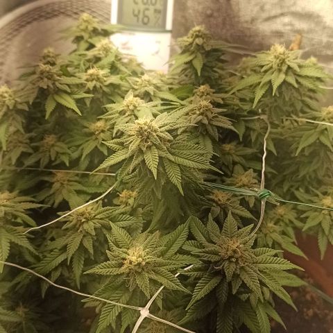 Sweet ZZ growlog timeline photo